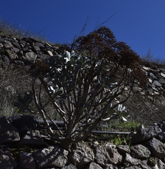 Aeonium percarneum