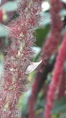 Enchenopa squamigera