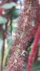 Enchenopa squamigera