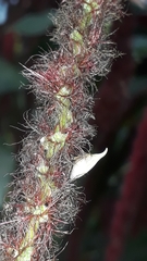 Enchenopa squamigera