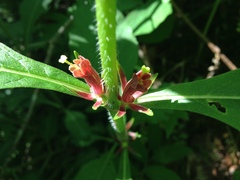 Triosteum angustifolium