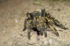 Grammostola pulchripes