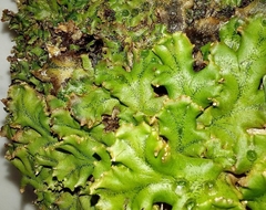 Marchantia polymorpha ruderalis