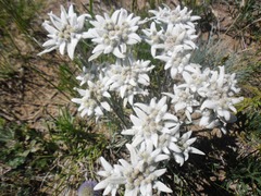 Leontopodium ochroleucum