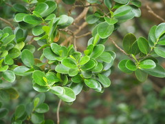 Suregada aequorea