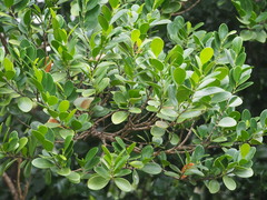 Suregada aequorea