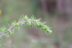 Pultenaea hispidula