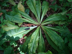 Frasera caroliniensis