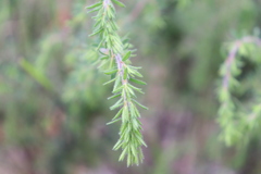 Pultenaea hispidula