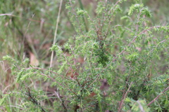 Pultenaea hispidula