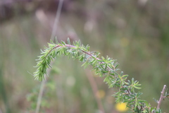 Pultenaea hispidula