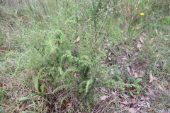 Pultenaea hispidula