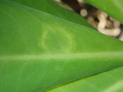 Cucumber mosaic virus