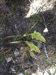 Dichromanthus michuacanus
