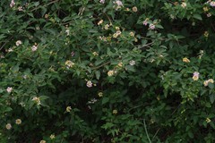 Lantana camara