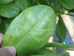 Cucumber mosaic virus