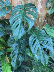 Monstera adansonii