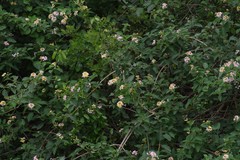 Lantana camara