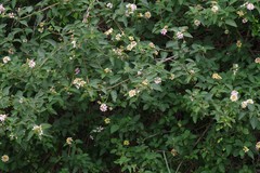 Lantana camara