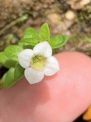 Mitrasacme pilosa