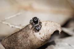 Maratus lobatus
