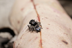 Maratus lobatus