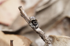 Maratus lobatus