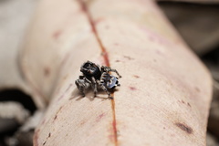 Maratus lobatus