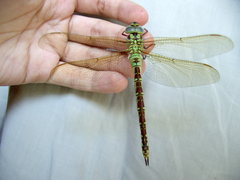 Aeshna viridis