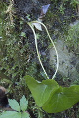 Asarum caucasicum