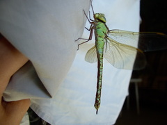 Aeshna viridis