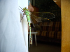 Aeshna viridis