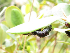 Delias pasithoe