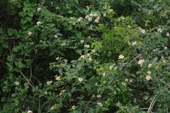 Lantana camara