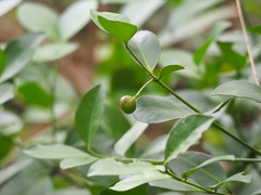 Euonymus pallidifolia