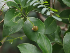 Euonymus pallidifolia