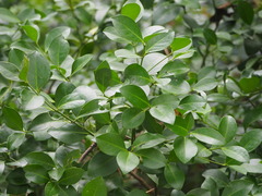 Euonymus pallidifolia