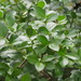 Euonymus pallidifolia - Photo no rights reserved, uploaded by 葉子