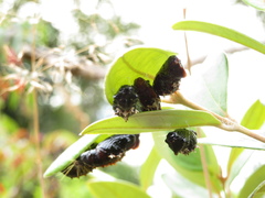 Delias pasithoe