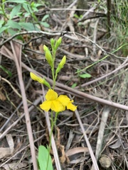 Goodenia decurrens