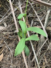 Goodenia decurrens