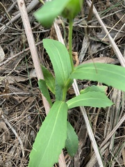 Goodenia decurrens