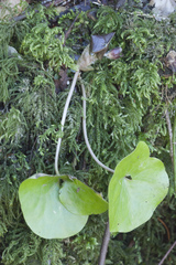 Asarum caucasicum