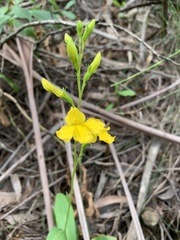 Goodenia decurrens