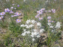 Leontopodium ochroleucum