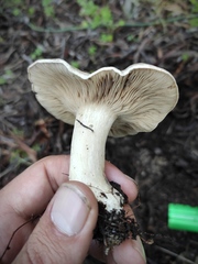 Rhodocybe malenconii