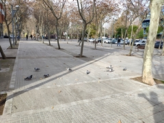 Columba livia domestica