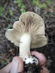 Rhodocybe malenconii