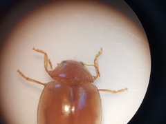 Rhyzobius litura