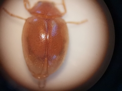 Rhyzobius litura